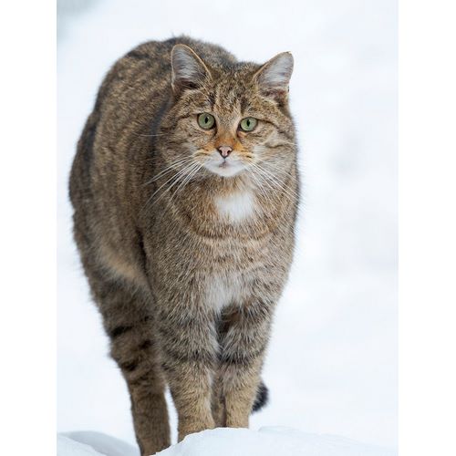 European wildcat during winter in deep snow in National Park Bavarian Forest Germany-Bavaria